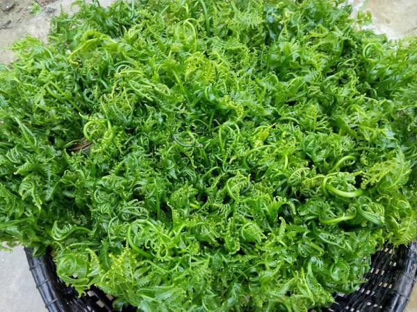 "Sốt xình xịch" mua rau dớn vài trăm nghìn/kg vì đồn có tác dụng chữa bệnh - Hình 2