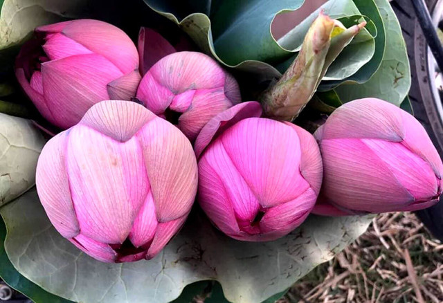 Hoa sen ngàn cánh chào hè, chị em Hà thành ráo riết lùng mua - Hình 2 Hoa sen ngan canh chao he, chi em Ha thanh rao riet lung mua-Hinh-2