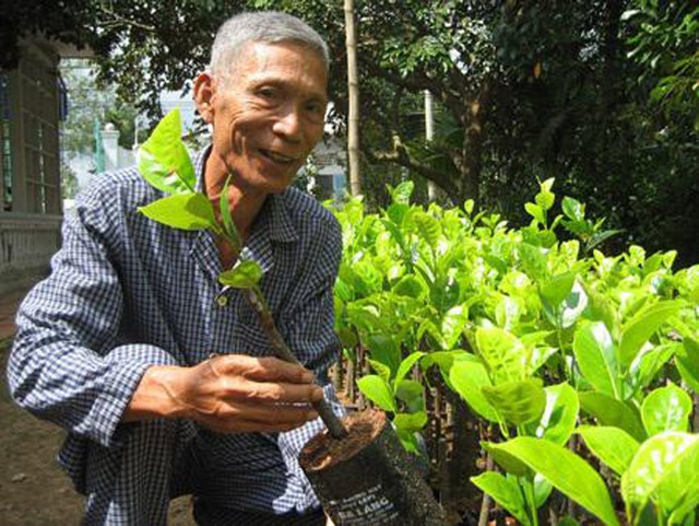 Trồng mít không hạt, bác nông dân Cần Thơ thu tiền tỷ - Hình 3 Trong mit khong hat, bac nong dan Can Tho thu tien ty-Hinh-3