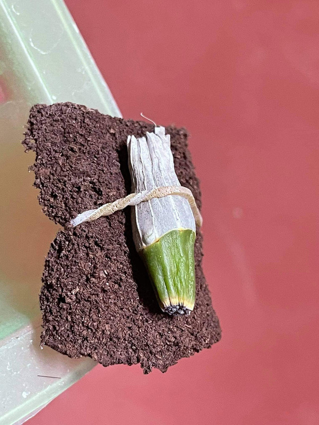 Người phụ nữ mua mắt ngủ lan đột biến giá 17,6 tỷ đồng lên tiếng - Hình 3 Nguoi phu nu mua mat ngu lan dot bien gia 17,6 ty dong len tieng-Hinh-3