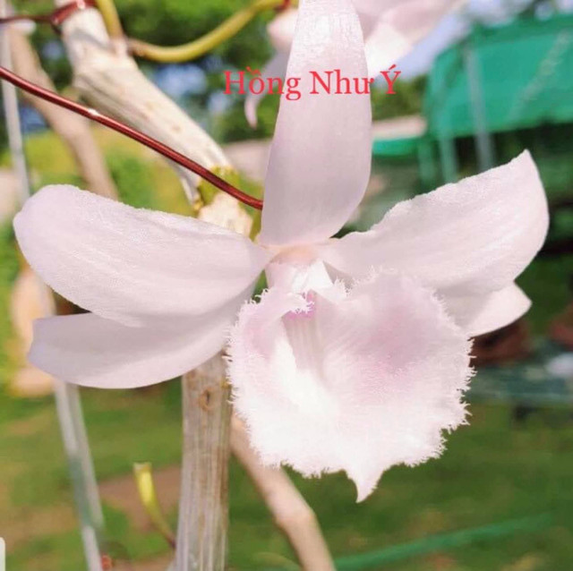 Người phụ nữ mua mắt ngủ lan đột biến giá 17,6 tỷ đồng lên tiếng - Hình 4 Nguoi phu nu mua mat ngu lan dot bien gia 17,6 ty dong len tieng-Hinh-4