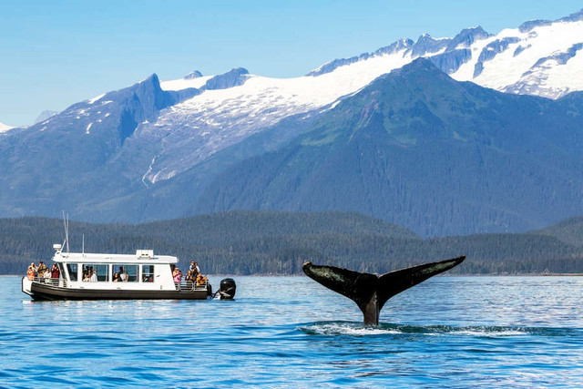 Vắng du khách, cá voi Alaska hạnh phúc hơn bao giờ hết - Hình 5 Vang du khach, ca voi Alaska hanh phuc hon bao gio het-Hinh-5