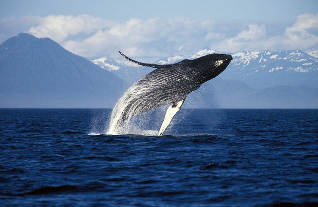 Vắng du khách, cá voi Alaska hạnh phúc hơn bao giờ hết - Hình 2 Vang du khach, ca voi Alaska hanh phuc hon bao gio het-Hinh-2