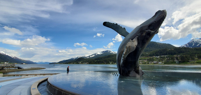 Vắng du khách, cá voi Alaska hạnh phúc hơn bao giờ hết Vang du khach, ca voi Alaska hanh phuc hon bao gio het