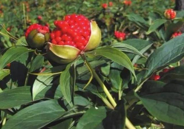 Trồng hoa nhìn như quả lựu, nông dân đút túi hàng triệu/kg Trong hoa nhin nhu qua luu, nong dan dut tui hang trieu/kg