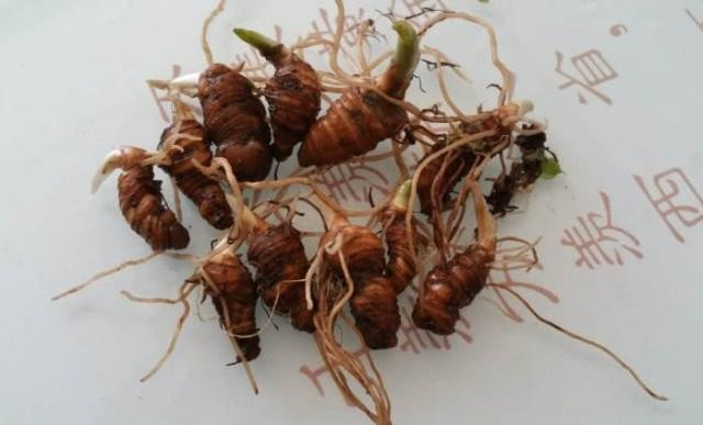 Trồng hoa nhìn như quả lựu, nông dân đút túi hàng triệu/kg - Hình 3 Trong hoa nhin nhu qua luu, nong dan dut tui hang trieu/kg-Hinh-3