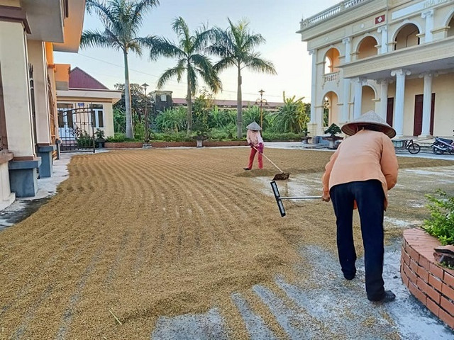 Bí mật về loại gạo đắt gấp 10 lần gạo thường - Hình 4 Bi mat ve loai gao dat gap 10 lan gao thuong-Hinh-4