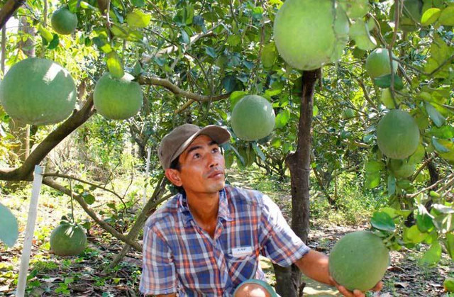 Cua biển mất giá, khoai lang tím bất ngờ đắt đỏ - Hình 3 Cua bien mat gia, khoai lang tim bat ngo dat do-Hinh-3
