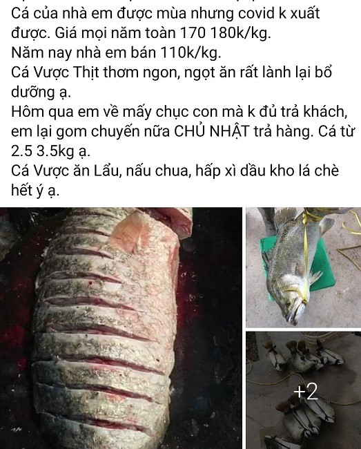 Cá vược rớt giá chỉ còn 65.000 đồng/kg - Hình 3 Ca vuoc rot gia chi con 65.000 dong/kg-Hinh-3