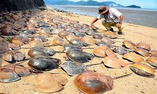 Loài hải sản đắt đỏ ở Việt Nam tiến gần đến tuyệt chủng - Hình 4 Loai hai san dat do o Viet Nam tien gan den tuyet chung-Hinh-4