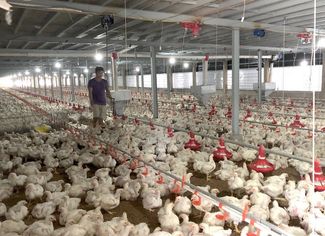 Gà ế, chủ trại phải bán giá rẻ như cho chỉ 11.000 đồng/kg Ga e, chu trai phai ban gia re nhu cho chi 11.000 dong/kg