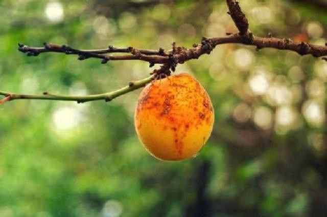 Châu Á có loại quả phải héo mới hái, bán hơn 700 nghìn/ kg - Hình 2 Chau A co loai qua phai heo moi hai, ban hon 700 nghin/ kg-Hinh-2