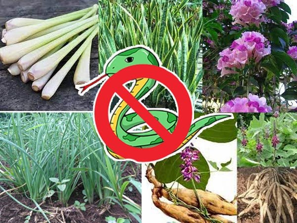 4 loài cây trồng trong vườn nhà: Rắn và các côn trùng khác chạy xa 4 loai cay trong trong vuon nha: Ran va cac con trung khac chay xa