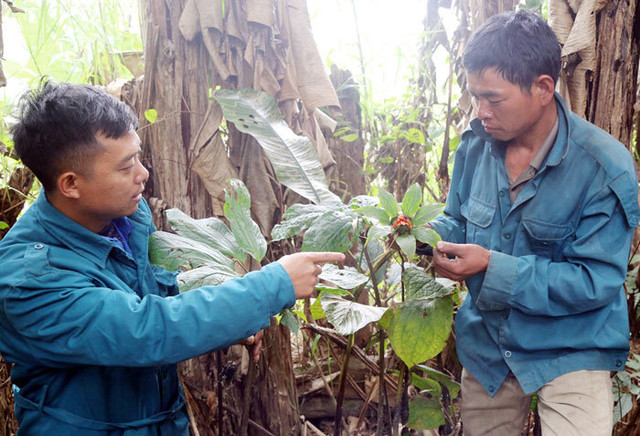 Khám phá khu vườn thuốc quý hiếm bí ẩn trên núi Kham pha khu vuon thuoc quy hiem bi an tren nui