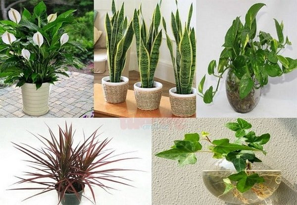 6 tháng cuối năm đặt cây phong thủy lên bàn làm việc công việc hanh thông 6 thang cuoi nam dat cay phong thuy len ban lam viec cong viec hanh thong