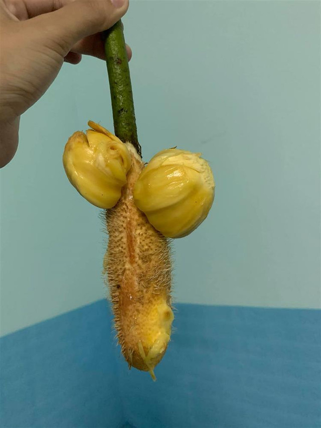 Lại 1 pha bổ mít trêu ngươi, chết ngượng vì giống y chang "của quý" - Hình 2 Lai 1 pha bo mit treu nguoi, chet nguong vi giong y chang
