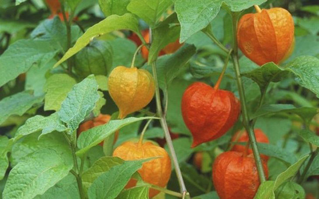 Quả dại mọc bờ bụi gây sốc khi bán ở Việt Nam 400.000 đồng/kg Qua dai moc bo bui gay soc khi ban o Viet Nam 400.000 dong/kg