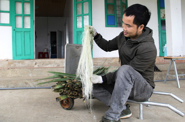 Biến lá dứa thành sợi để may quần áo Bien la dua thanh soi de may quan ao