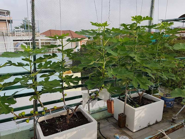 Quả "sung khổng lồ" trồng trên sân thượng, ăn chán bán thu tiền triệu - Hình 2 Qua