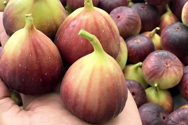 Quả "sung khổng lồ" trồng trên sân thượng, ăn chán bán thu tiền triệu - Hình 4 Qua