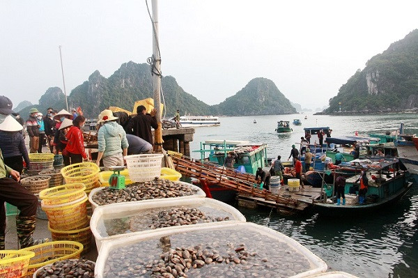 Ngao hai cồi giá chỉ 8.000 đồng/kg vẫn ế ẩm - Hình 3 Ngao hai coi gia chi 8.000 dong/kg van e am-Hinh-3
