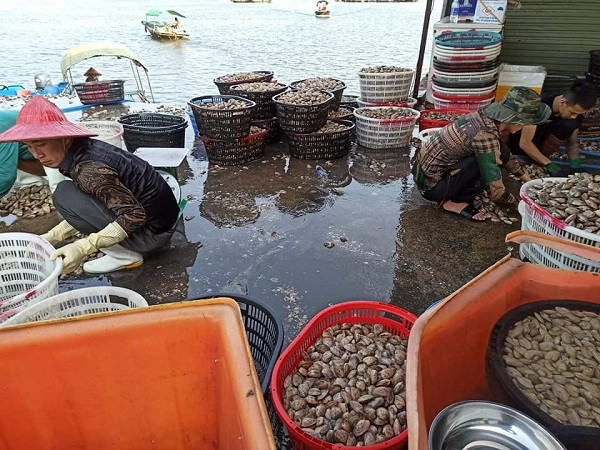 Ngao hai cồi giá chỉ 8.000 đồng/kg vẫn ế ẩm - Hình 2 Ngao hai coi gia chi 8.000 dong/kg van e am-Hinh-2