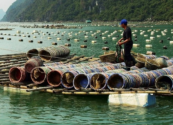 Ngao hai cồi giá chỉ 8.000 đồng/kg vẫn ế ẩm - Hình 4 Ngao hai coi gia chi 8.000 dong/kg van e am-Hinh-4