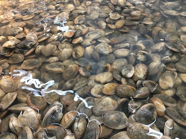 Ngao hai cồi giá chỉ 8.000 đồng/kg vẫn ế ẩm Ngao hai coi gia chi 8.000 dong/kg van e am