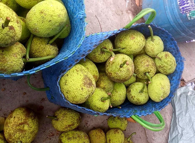 Quả lạ miền Tây: Ngoài trông như mít, trong lại giống khoai - Hình 3 Qua la mien Tay: Ngoai trong nhu mit, trong lai giong khoai-Hinh-3