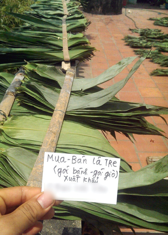 Lá tre bỏ đi giờ xuất bán nước ngoài thu bộn tiền - Hình 2 La tre bo di gio xuat ban nuoc ngoai thu bon tien-Hinh-2