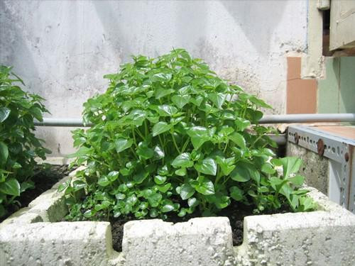 Rau mọc dại bờ rào ở Việt Nam được nhiều nước khác xem là thần dược - Hình 5 Rau moc dai bo rao o Viet Nam duoc nhieu nuoc khac xem la than duoc-Hinh-5