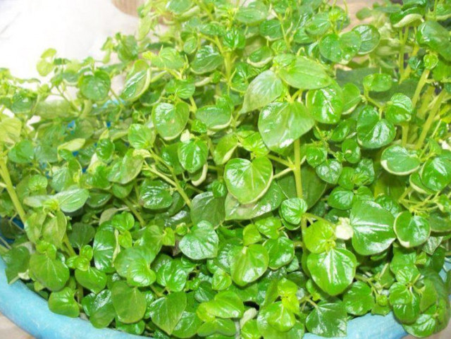 Rau mọc dại bờ rào ở Việt Nam được nhiều nước khác xem là thần dược - Hình 2 Rau moc dai bo rao o Viet Nam duoc nhieu nuoc khac xem la than duoc-Hinh-2