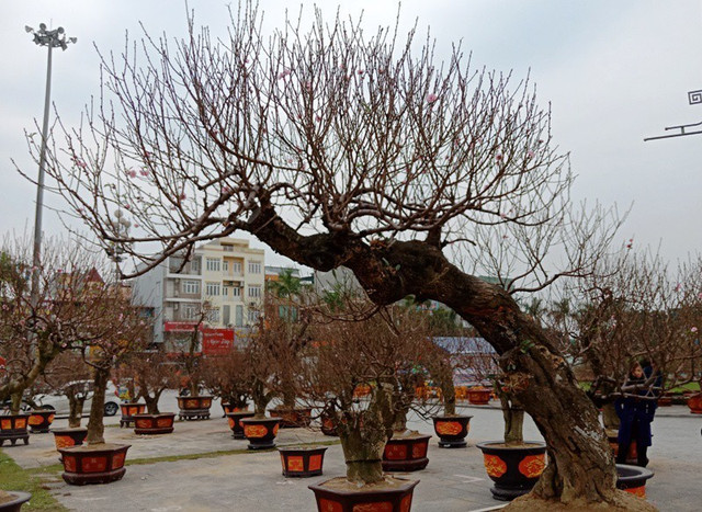 Cách chọn mua đào, quất tươi lâu suốt Tết Nguyên đán Cach chon mua dao, quat tuoi lau suot Tet Nguyen dan