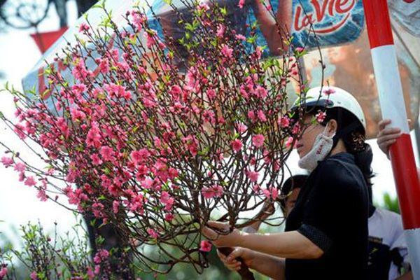 Cách chọn mua đào, quất tươi lâu suốt Tết Nguyên đán - Hình 2 Cach chon mua dao, quat tuoi lau suot Tet Nguyen dan-Hinh-2