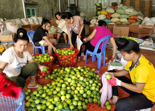 Chanh mà lại ngọt, quả vàng treo khắp núi đồi thu về tiền tỷ - Hình 2 Chanh ma lai ngot, qua vang treo khap nui doi thu ve tien ty-Hinh-2