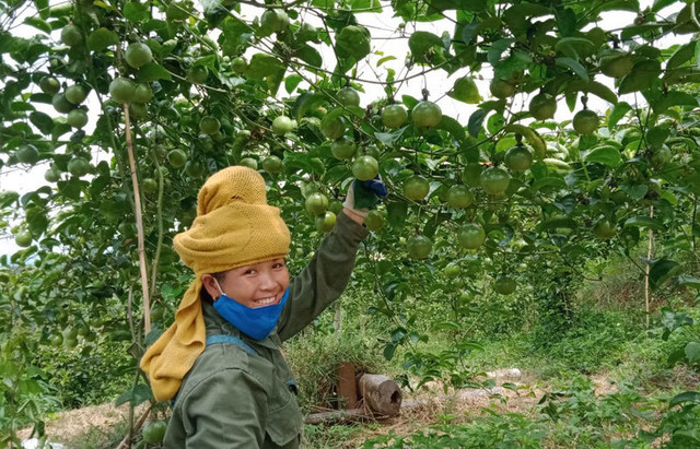 Chanh mà lại ngọt, quả vàng treo khắp núi đồi thu về tiền tỷ - Hình 3 Chanh ma lai ngot, qua vang treo khap nui doi thu ve tien ty-Hinh-3