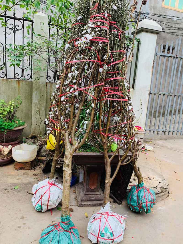 Đào Tết bông trắng như tuyết, dân tranh nhau mua - Hình 4 Dao Tet bong trang nhu tuyet, dan tranh nhau mua-Hinh-4