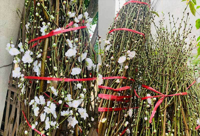 Đào Tết bông trắng như tuyết, dân tranh nhau mua - Hình 3 Dao Tet bong trang nhu tuyet, dan tranh nhau mua-Hinh-3