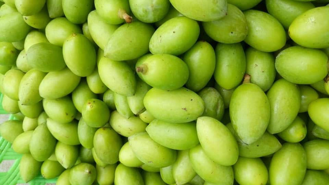 Trám non đầu mùa 50 nghìn/kg, mua về muối ăn dè mùa dịch Tram non dau mua 50 nghin/kg, mua ve muoi an de mua dich