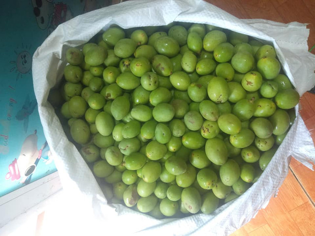 Trám non đầu mùa 50 nghìn/kg, mua về muối ăn dè mùa dịch - Hình 2 Tram non dau mua 50 nghin/kg, mua ve muoi an de mua dich-Hinh-2