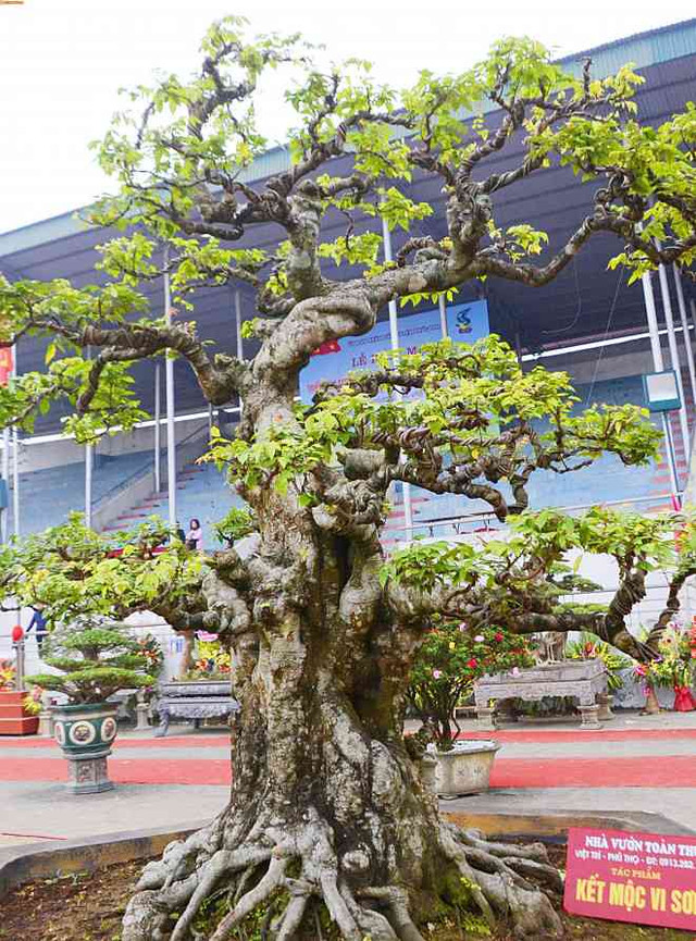 Cây khế cổ dáng khủng, đại gia trả 6 tỷ chủ nhân không bán Cay khe co dang khung, dai gia tra 6 ty chu nhan khong ban