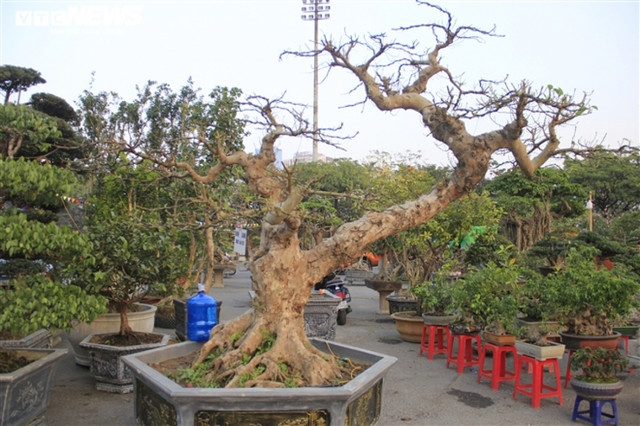 Tết độc lạ: Chơi mâm cỗ đất sét, ngắm củ đậu khổng lồ - Hình 3 Tet doc la: Choi mam co dat set, ngam cu dau khong lo-Hinh-3
