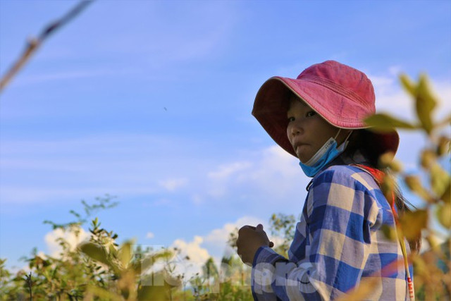 Đổ xô đi hái sim rừng, nông dân kiếm bộn tiền mỗi ngày - Hình 10 Do xo di hai sim rung, nong dan kiem bon tien moi ngay-Hinh-10
