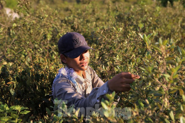 Đổ xô đi hái sim rừng, nông dân kiếm bộn tiền mỗi ngày - Hình 7 Do xo di hai sim rung, nong dan kiem bon tien moi ngay-Hinh-7