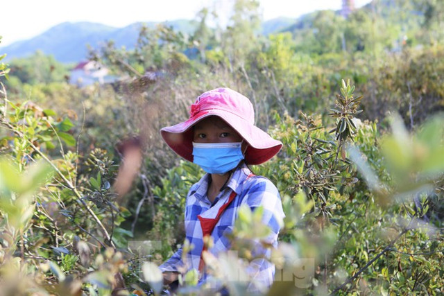 Đổ xô đi hái sim rừng, nông dân kiếm bộn tiền mỗi ngày - Hình 9 Do xo di hai sim rung, nong dan kiem bon tien moi ngay-Hinh-9