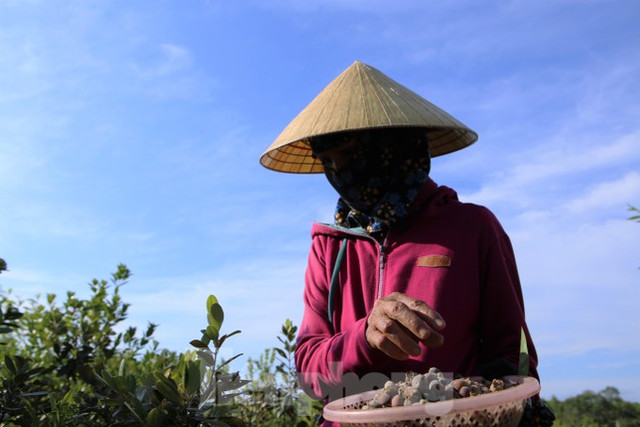 Đổ xô đi hái sim rừng, nông dân kiếm bộn tiền mỗi ngày - Hình 3 Do xo di hai sim rung, nong dan kiem bon tien moi ngay-Hinh-3