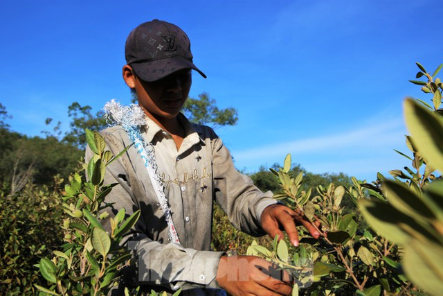 Đổ xô đi hái sim rừng, nông dân kiếm bộn tiền mỗi ngày - Hình 13 Do xo di hai sim rung, nong dan kiem bon tien moi ngay-Hinh-13