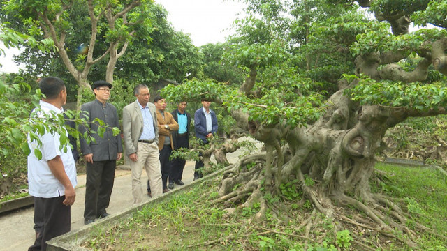 Dàn sanh cổ thế lạ, giá khủng của anh nông dân Thái Bình - Hình 3 Dan sanh co the la, gia khung cua anh nong dan Thai Binh-Hinh-3