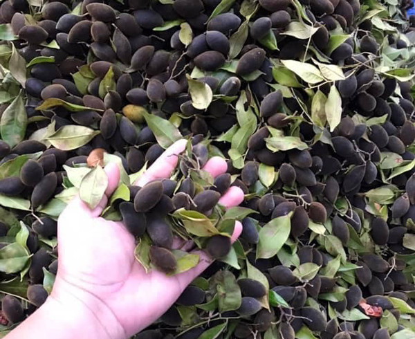 Loại quả rừng đen sì trước luôn cháy hàng, nay còn vài chục nghìn/kg lại ế - Hình 2 Loai qua rung den si truoc luon chay hang, nay con vai chuc nghin/kg lai e-Hinh-2