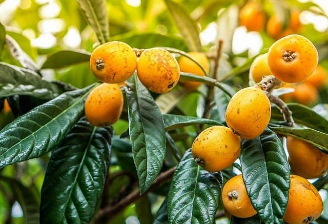 Loại trái cây này được mệnh danh là thần dược cho làn da - Hình 2 Loai trai cay nay duoc menh danh la than duoc cho lan da-Hinh-2